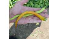 Спираль F1 - перец острый, 500 семян, Lark Seeds (Ларк Сидс) США фото, цена